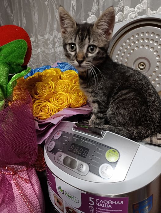 Котята у хороші ручки