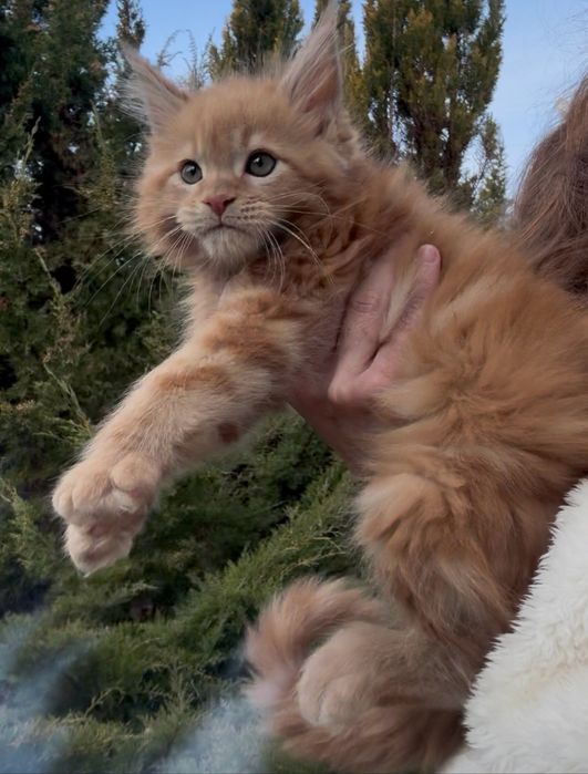 Мейн-Кун Солнышко Мальчик Red,Рыжий ,котята