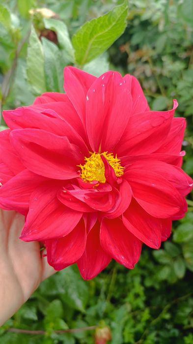 Жоржини георгіни