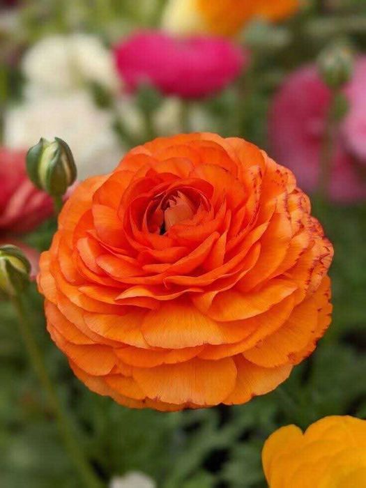 Лютики-ранункулюс декоі