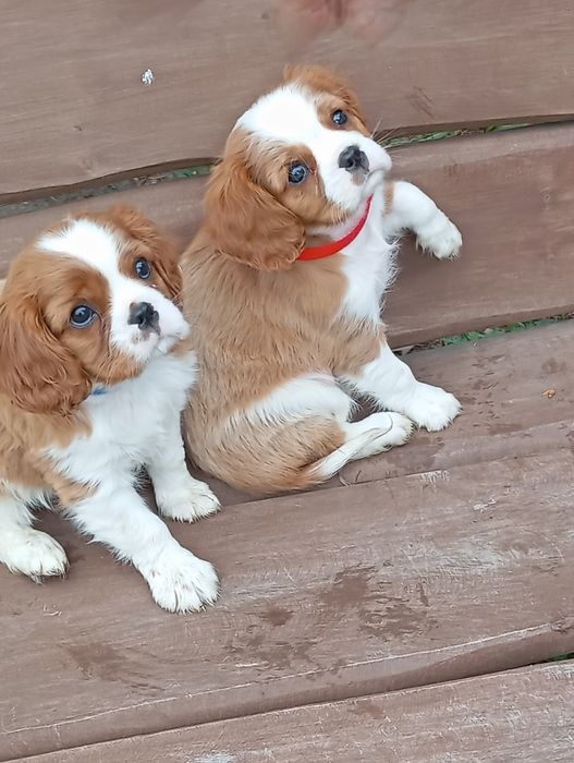 cavalier king charles spaniel
