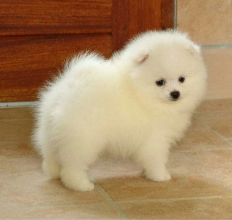 Шпіц дуже гарний