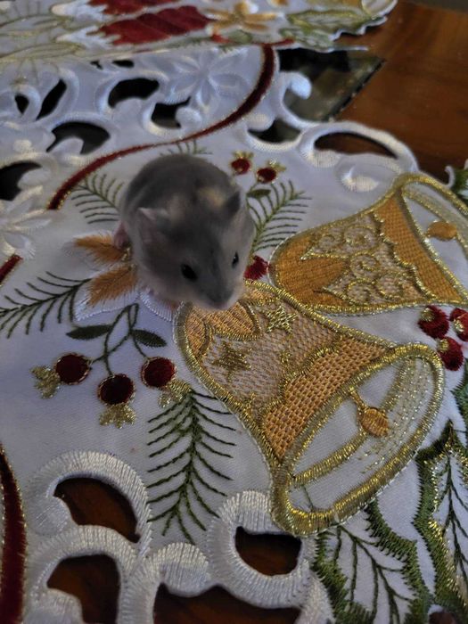 Хомячки джунгарские