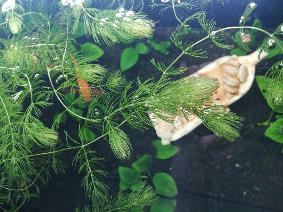 Акваріумні рослини