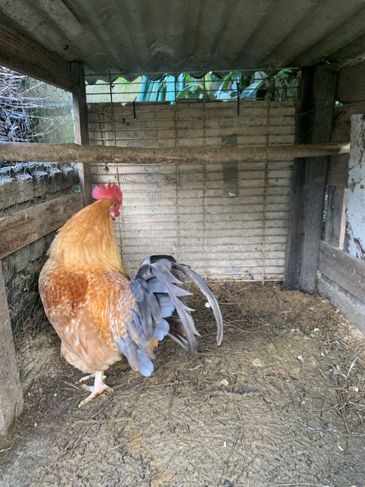 Garnizo  adulto muito lindo