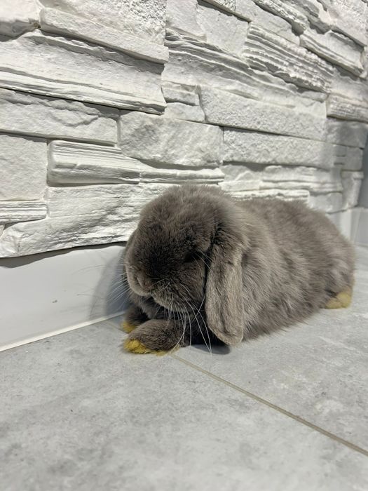 Mini lop / Baranek miniaturowy