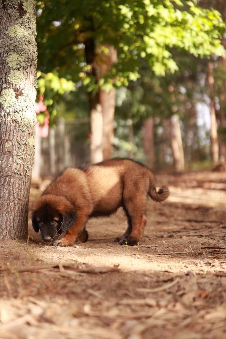 Cachorro (a) Serra da Estrela