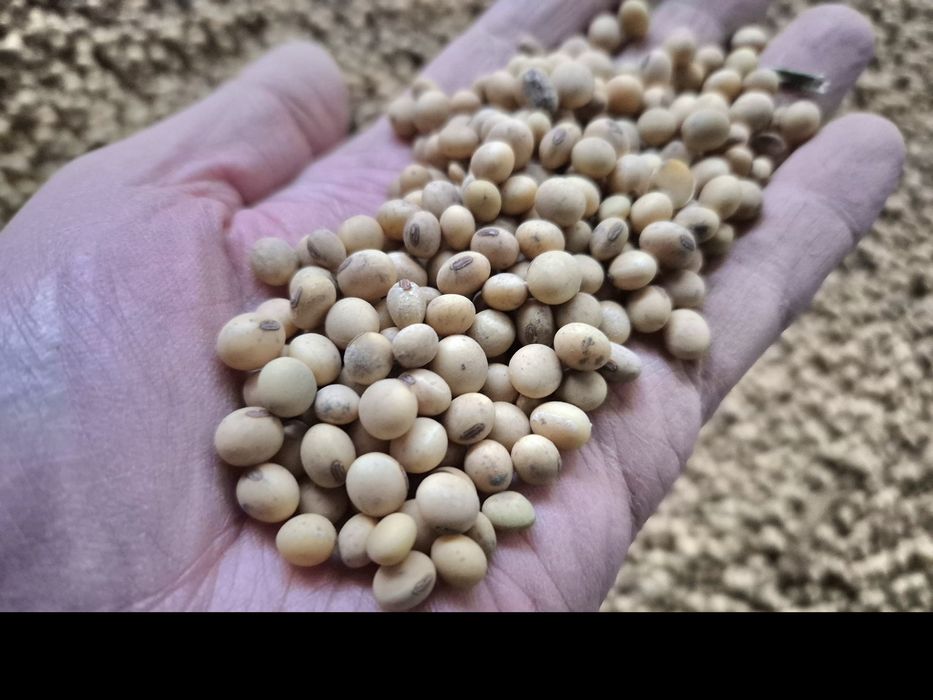 Soja Ambella bardzo wczesna