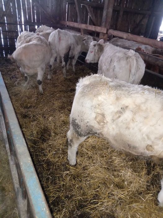 Charolaise jałówki