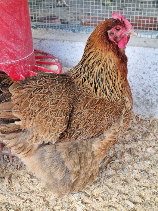 Galinhas poedeiras
