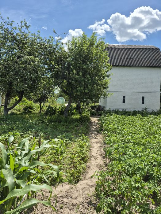 Продаж чудової дачі . 10 сот землі. Березанка