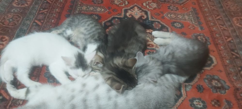 Відам котят в добрі руки