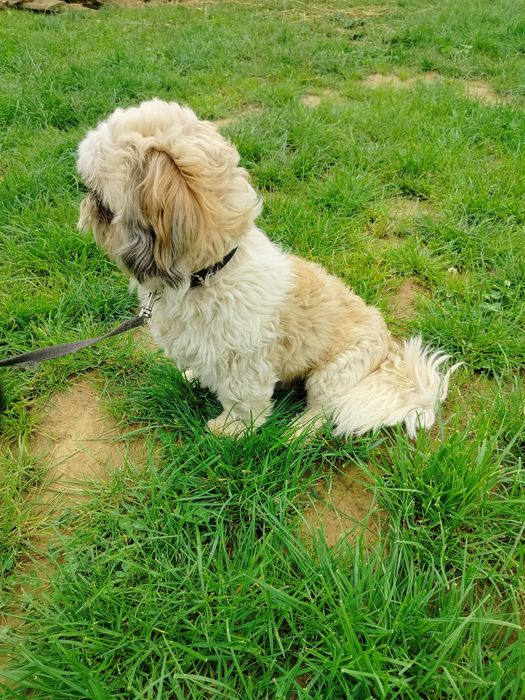 Shih. TZU.  pies