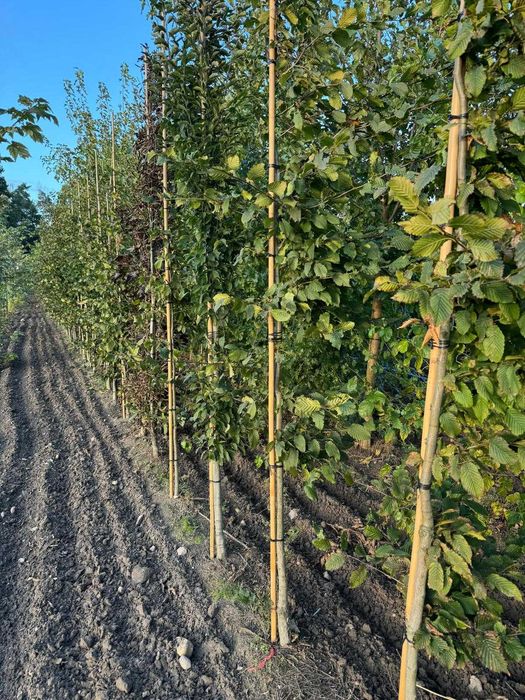 Grab pospolity 6-8, 8-10, 10-12