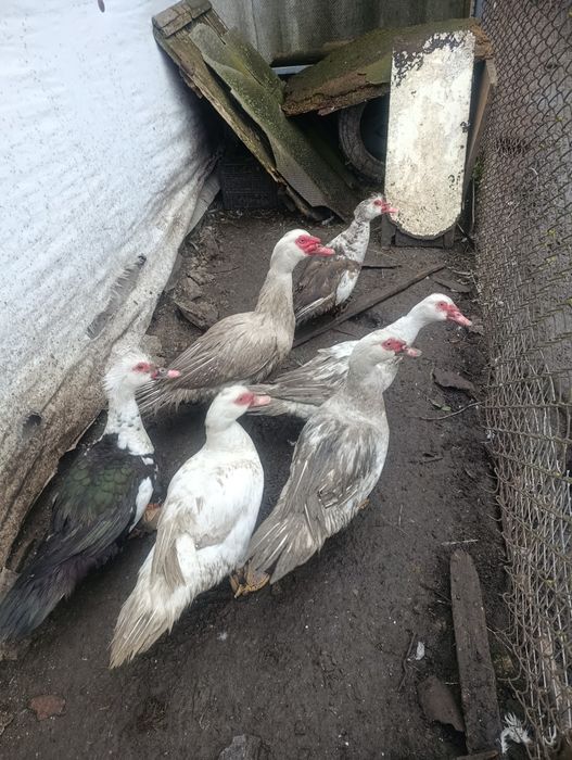 Сім'я індокачок на розвод