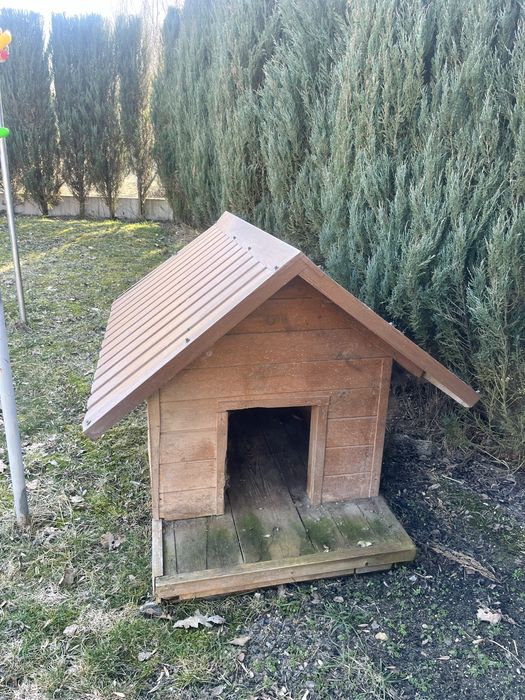 Buda dla durzego Psa