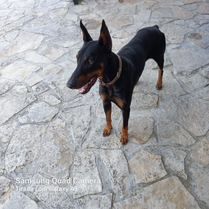 Doberman para monta