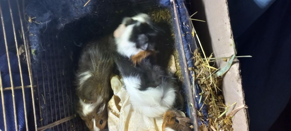 Свинка трехцветная