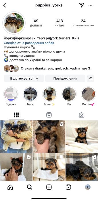 Маленькі йорки хлопчики та дівчатка