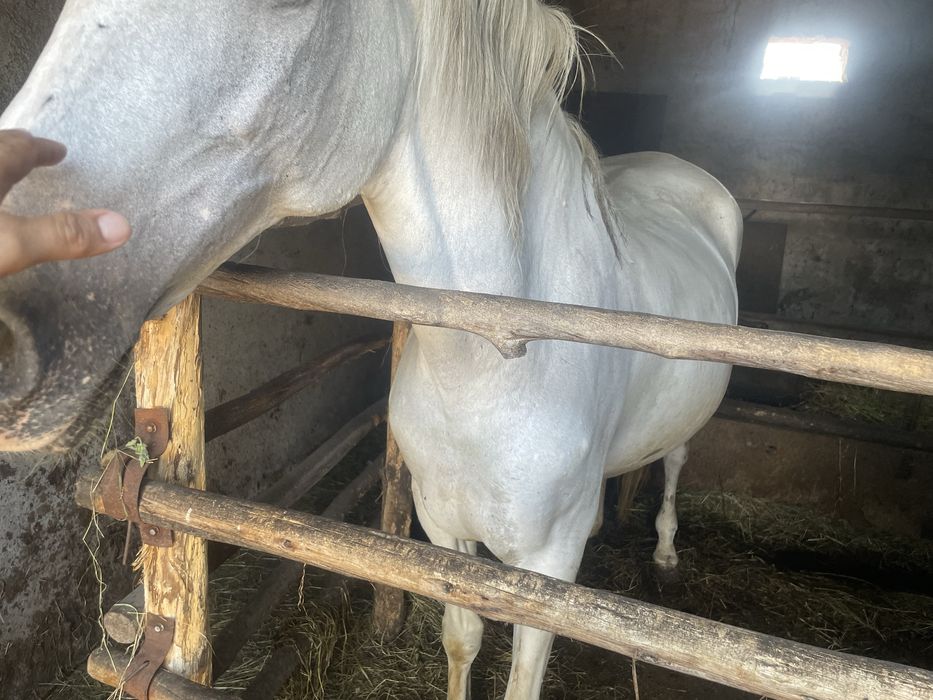 Egua cruzada de lusitano