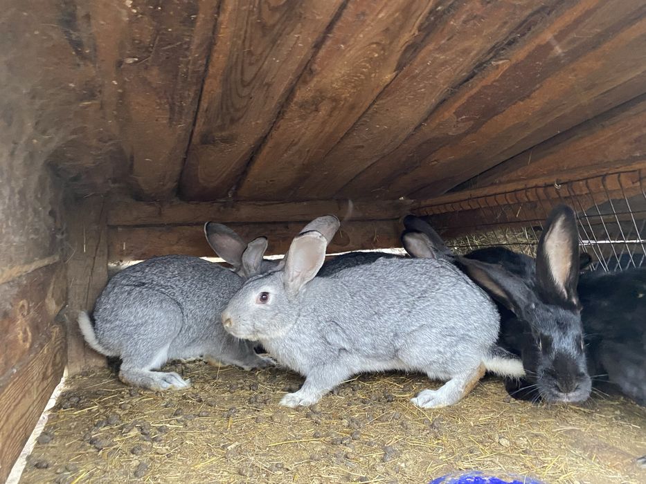 Продам кролів на мʼясо або для подальшого утримання