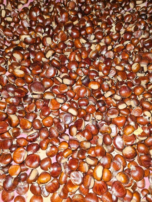 Продам їстівні Каштани