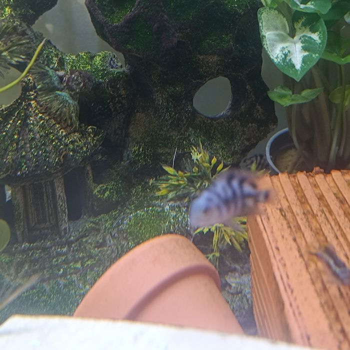 Papagaio anão varios