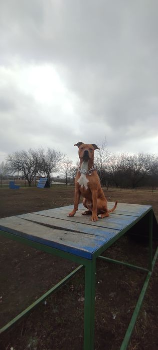 Жених ищет невесту