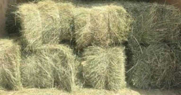 Сіно в тюках лугове різнотрав'я