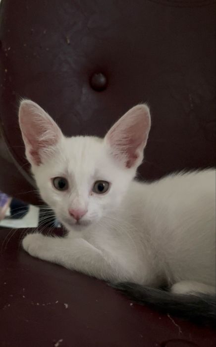 Котята в добрые руки Днепо