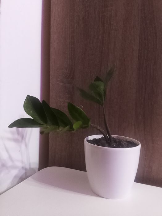 Замиокулькас или долларовое дерево