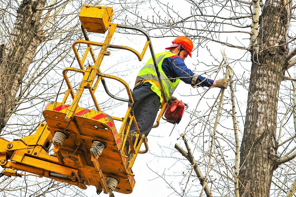Обрезка, снос деревьев - Послуги садівника, догляд за територією Херсон ...