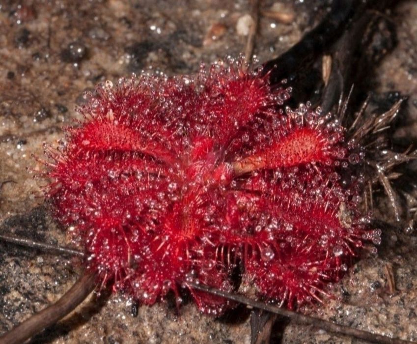 Nasiona rosiczki Drosera spatulata x100 rosiczka