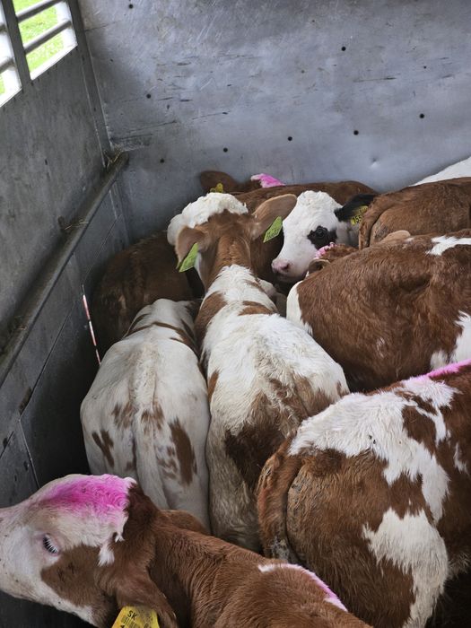 Cielaki mięsne oraz krzyżówki