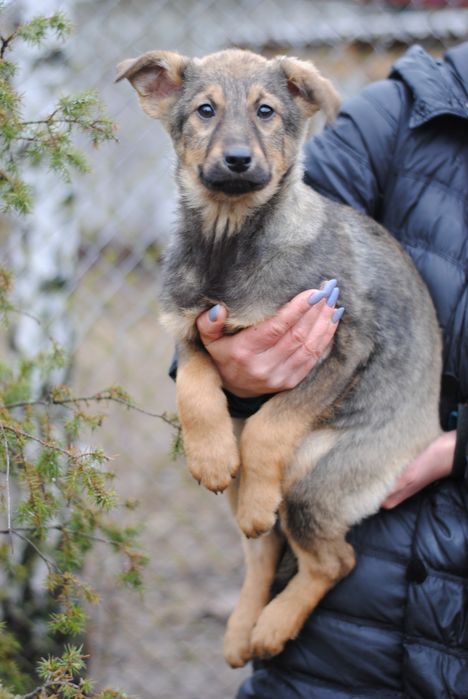 Великі та маленькі собачки шукають люблячих господарів