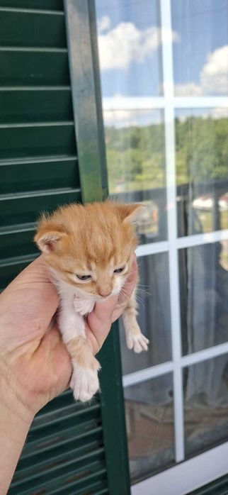 Gatinhos para adotar