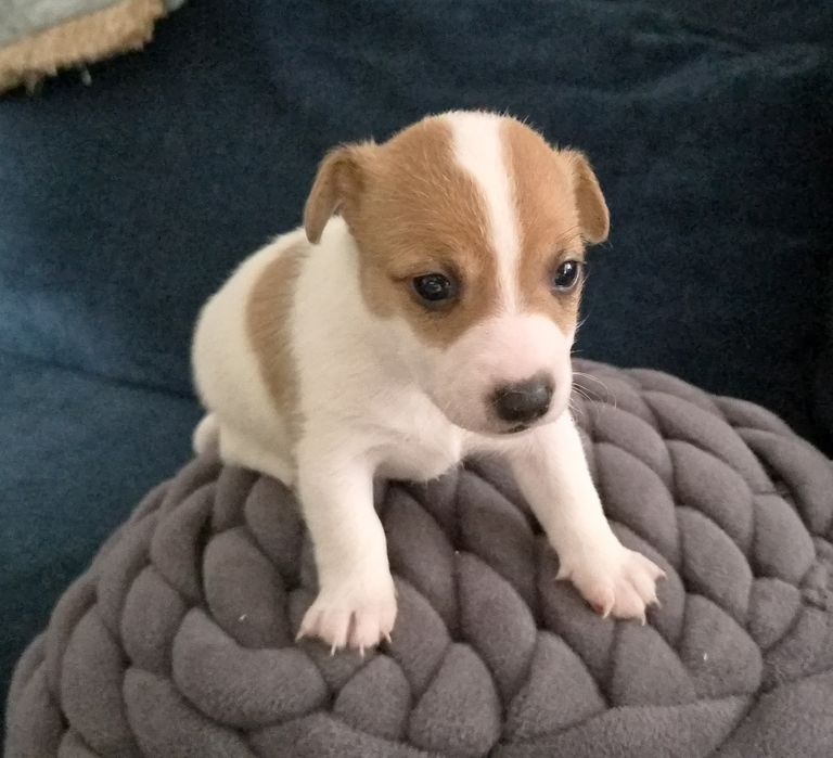 Jack russel terrier dziewczynka