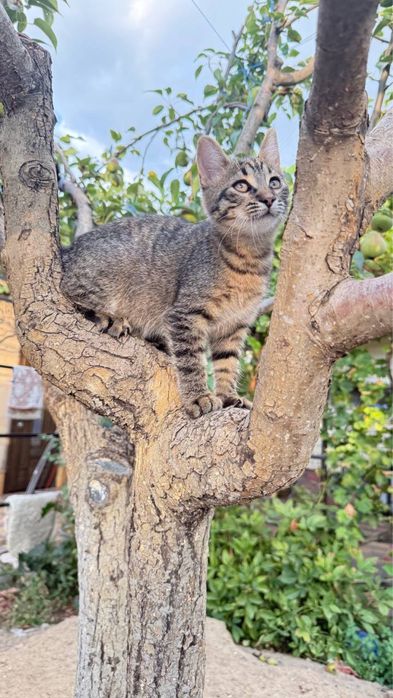 Кошечка, в добрые руки (без оплаты)