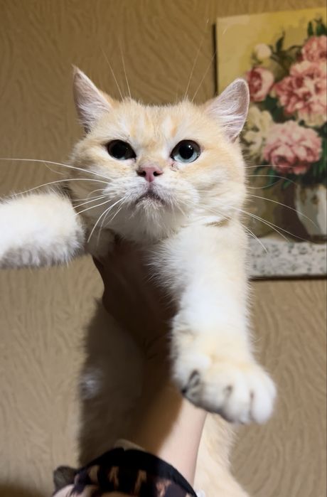 Британская золотая  шиншилла