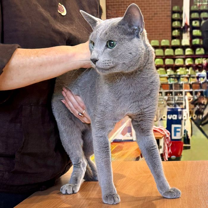 Kot rosyjski niebieski niebieskie