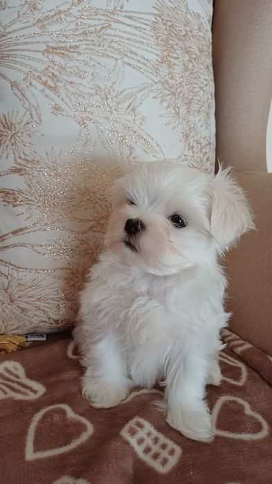 Maltańczyk mini piesek gotowy na zmianę domu