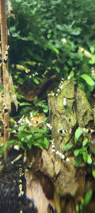 Camarões caridinas black crystal