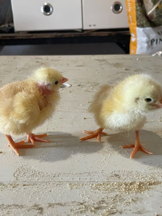 Excelentes Pintos das raças portuguesas, Pais anilhados AMIBA