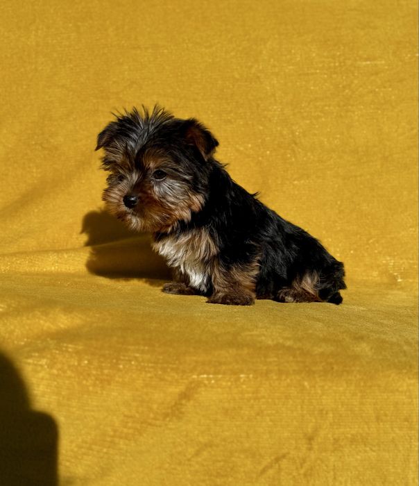 York Terrier z Rodowodem