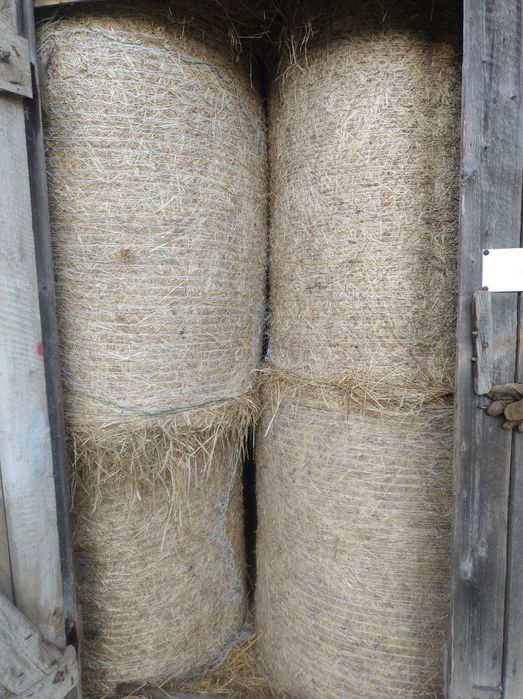 Siano w balach 120