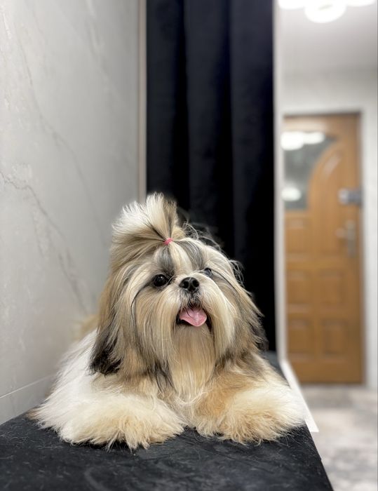 Shih Tzu FCI ZKwP Pies