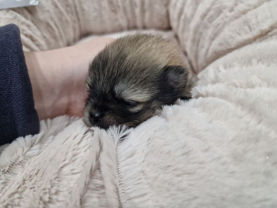 Lulu Pomerânia C/LOP Macho Spitz Alemão Anão