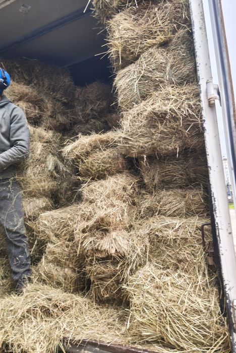 Сіно тюки продам