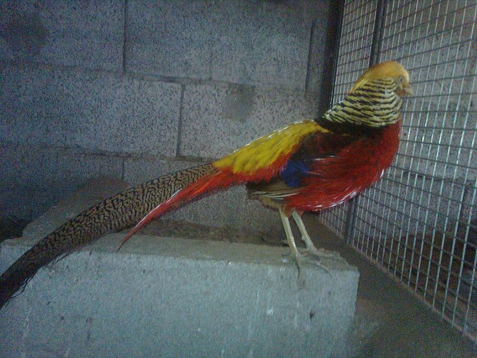 Faisões  2025 muito bonitos