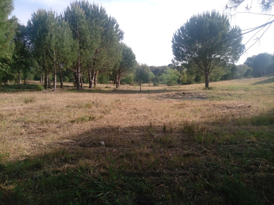 Limpeza terrenos e jardinagem